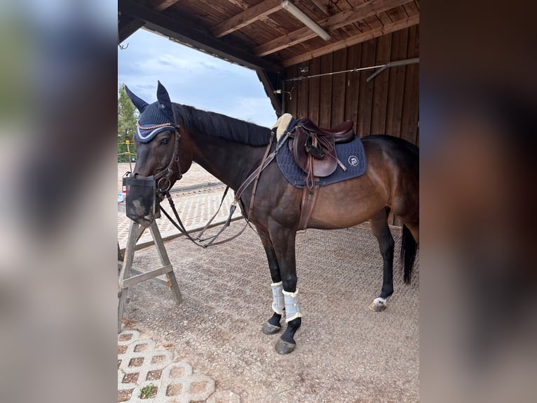 Pur sang irlandais Hongre 11 Ans 163 cm Bai in Leiblfing