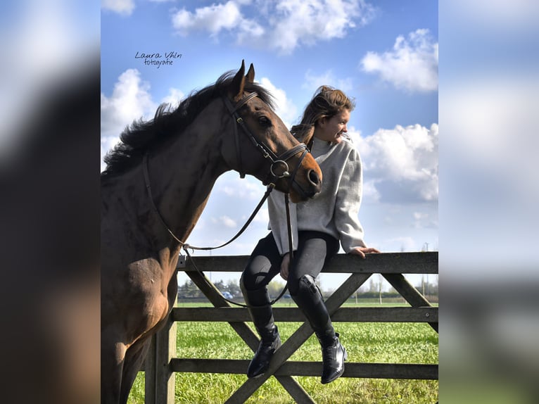 Pur sang irlandais Hongre 11 Ans 165 cm Bai in Zele