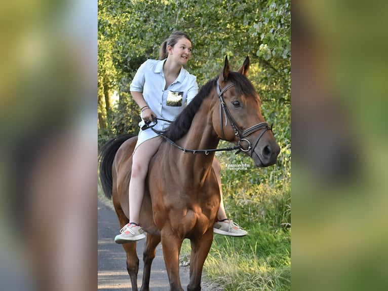 Pur sang irlandais Hongre 11 Ans 165 cm Bai in Zele