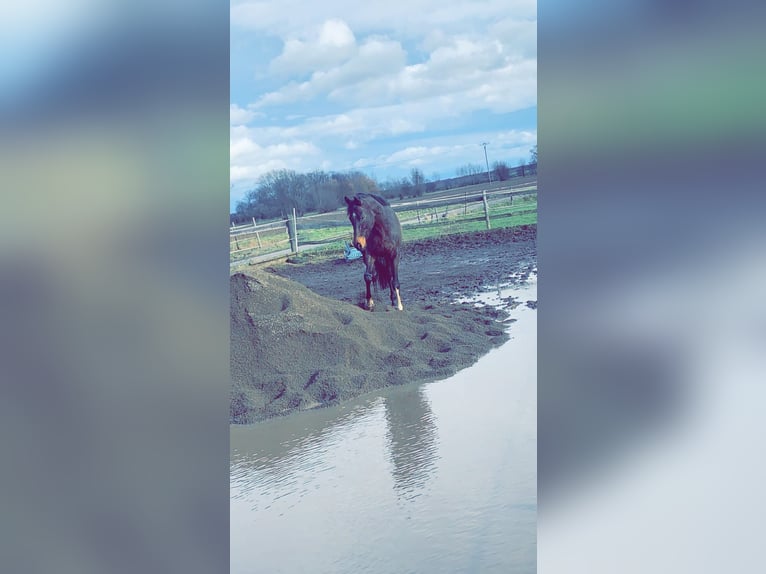 Pur sang irlandais Hongre 11 Ans 170 cm Bai brun in Swisttal