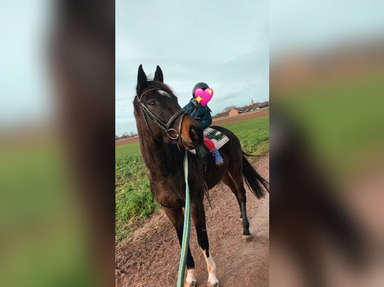 Pur sang irlandais Hongre 11 Ans 170 cm Bai brun in Swisttal