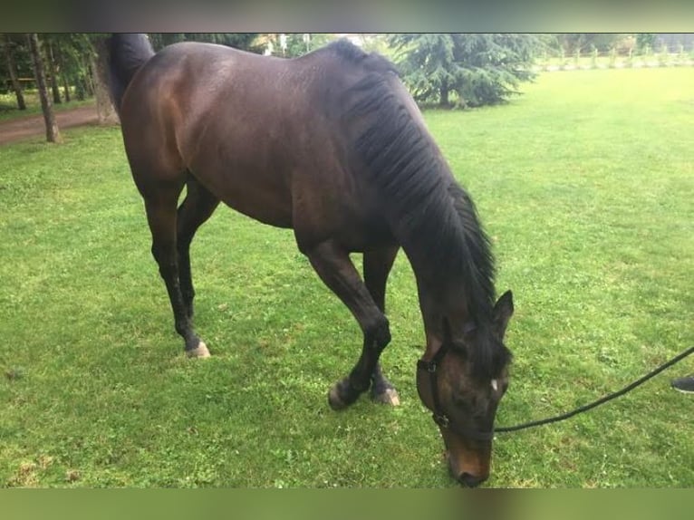 Pur sang irlandais Hongre 12 Ans 165 cm Bai in Niffer