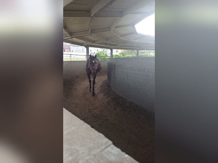 Pur sang irlandais Hongre 13 Ans 160 cm in Dendermonde