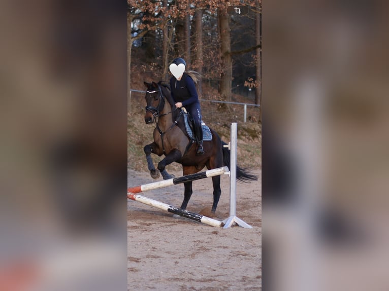 Pur sang irlandais Hongre 14 Ans 163 cm Bai in Weismain
