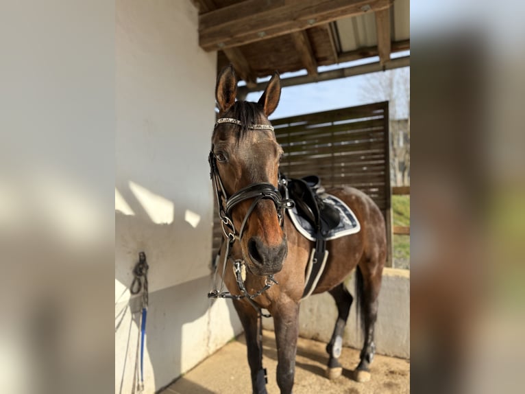Pur sang irlandais Hongre 14 Ans 163 cm Bai in Weismain