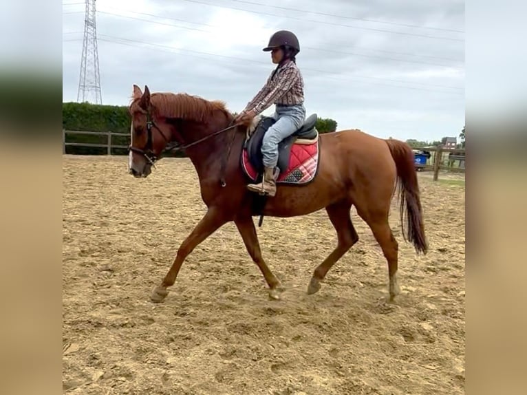 Pur sang irlandais Hongre 14 Ans 165 cm Alezan in bornem