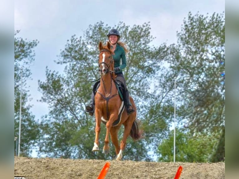 Pur sang irlandais Hongre 14 Ans 165 cm Alezan in bornem