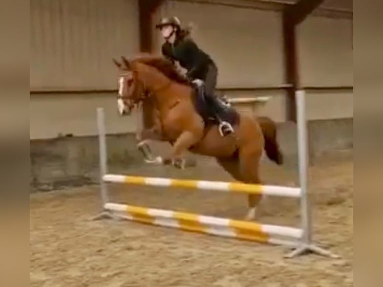 Pur sang irlandais Hongre 14 Ans 165 cm Alezan in bornem
