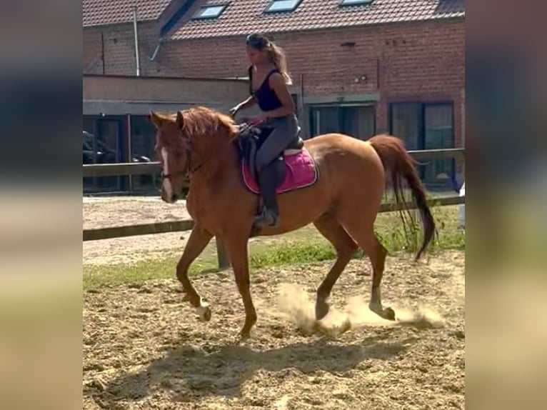 Pur sang irlandais Hongre 14 Ans 165 cm Alezan in bornem