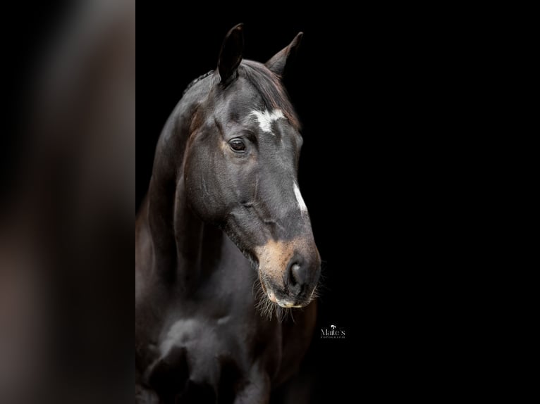 Pur sang irlandais Hongre 15 Ans 170 cm Bai brun in Boxmeer