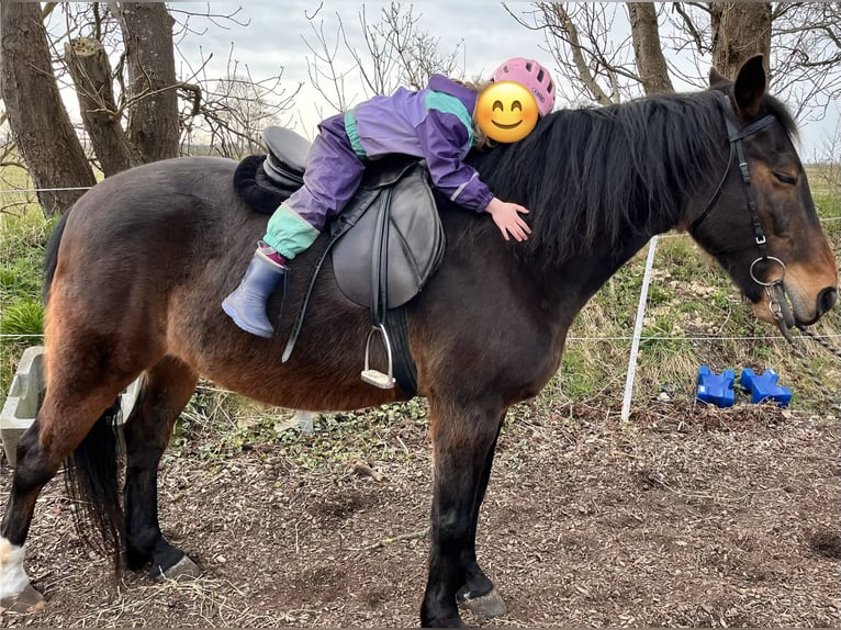 Pur sang irlandais Hongre 17 Ans 152 cm Bai brun in Schlichting