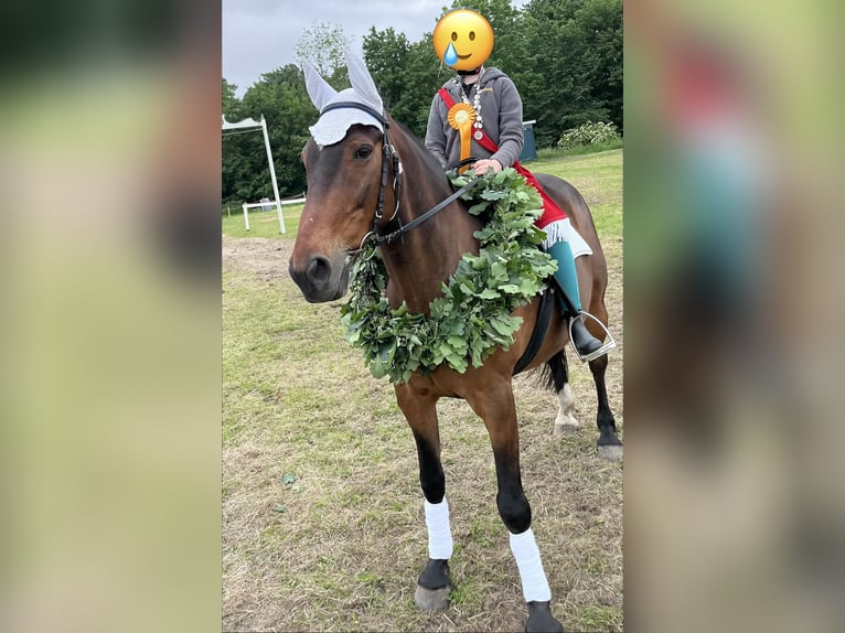 Pur sang irlandais Hongre 17 Ans 152 cm Bai brun in Schlichting