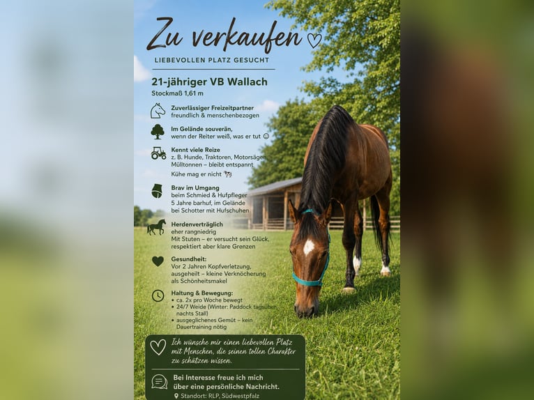 Pur sang irlandais Hongre 21 Ans 162 cm Bai in Hochstellerhof