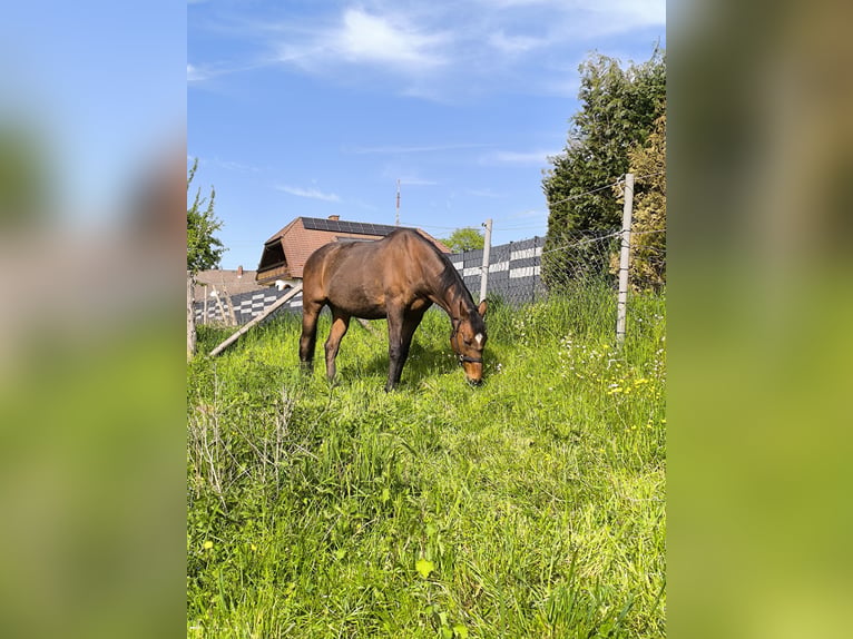 Pur sang irlandais Hongre 21 Ans 162 cm Bai in Hochstellerhof