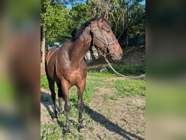 Pur sang irlandais Hongre 3 Ans Bai brun in Warszawa