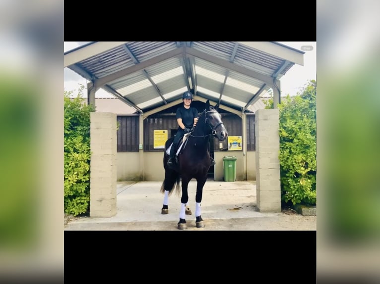 Pur sang irlandais Hongre 4 Ans 142 cm Noir in Valley Park