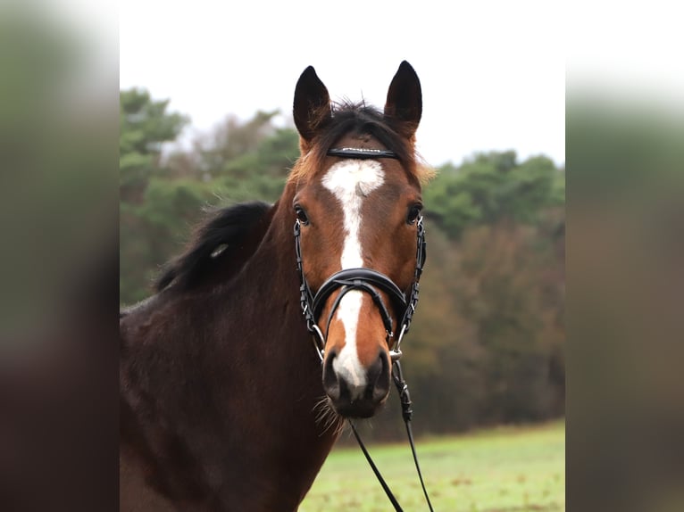 Pur sang irlandais Croisé Hongre 5 Ans 165 cm Bai in uelsen