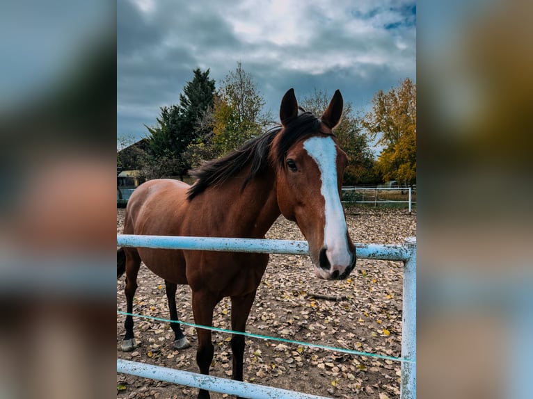Pur sang irlandais Hongre 6 Ans 161 cm Bai in Schönkirchen-Reyersdorf