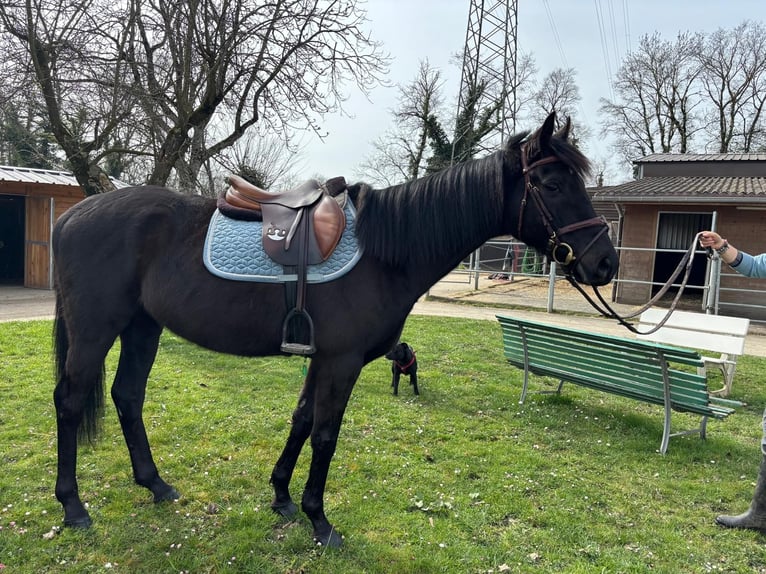 Pur sang irlandais Hongre 6 Ans 164 cm Noir in coinsins