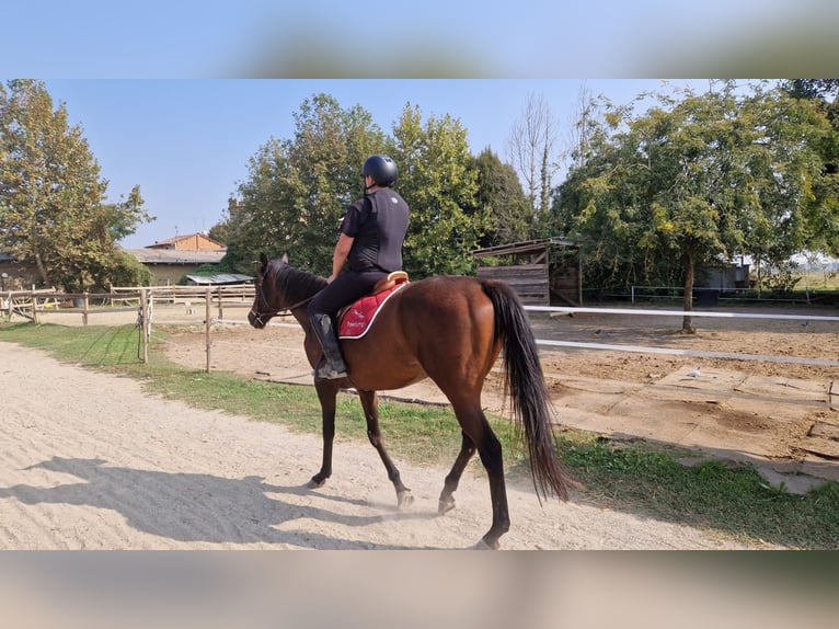 Pur sang irlandais Hongre 6 Ans 170 cm Bai in Brescia
