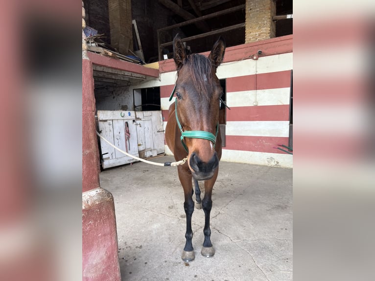 Pur sang irlandais Hongre 6 Ans 170 cm Bai in Brescia