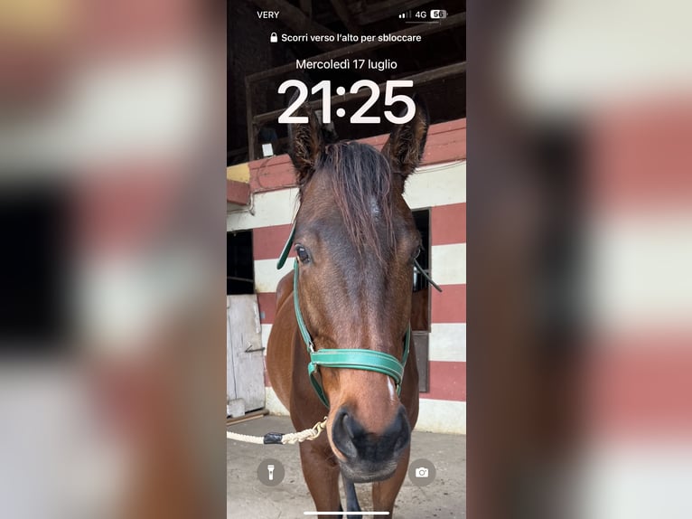 Pur sang irlandais Hongre 6 Ans 170 cm Bai in Brescia