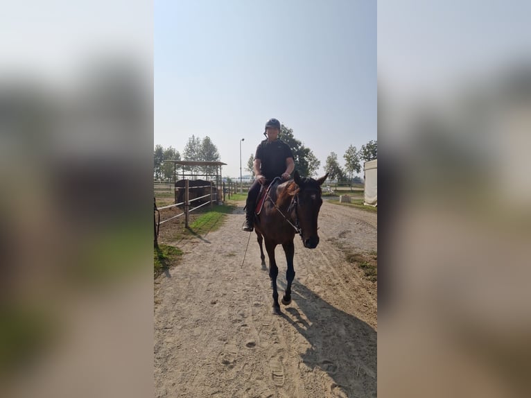 Pur sang irlandais Hongre 6 Ans 170 cm Bai in Brescia