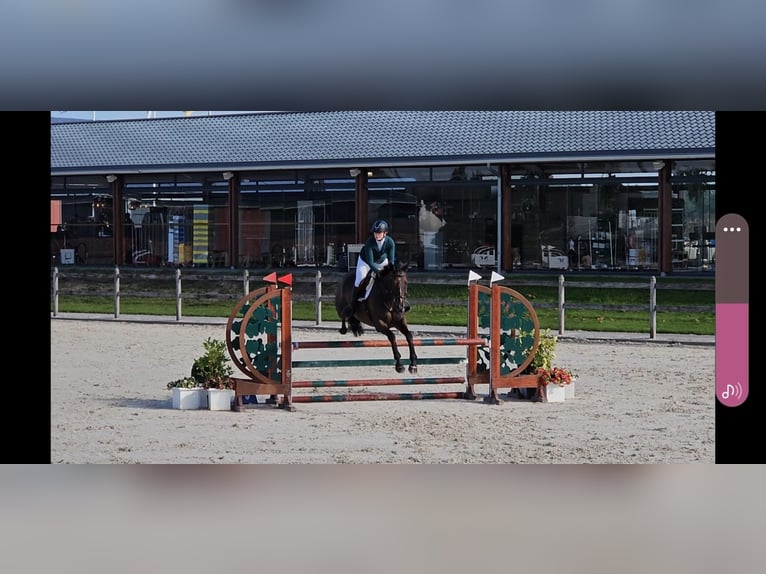 Pur sang irlandais Hongre 8 Ans 162 cm Bai in Valkenswaard