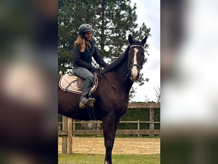 Pur sang irlandais Hongre 8 Ans 165 cm Bai brun in Bornem