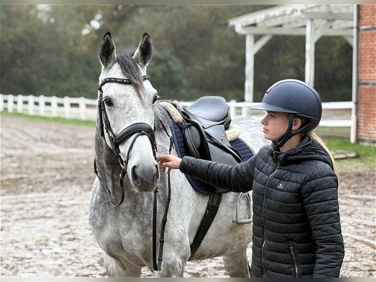 Pur sang irlandais Hongre 8 Ans 167 cm Gris in Verden (Aller)
