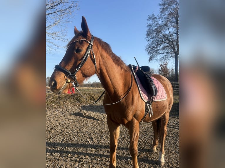 Pur sang irlandais Hongre 9 Ans 165 cm Alezan in Hollenstedt