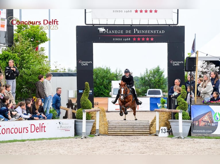 Pur sang irlandais Jument 11 Ans 155 cm Alezan in Maasland