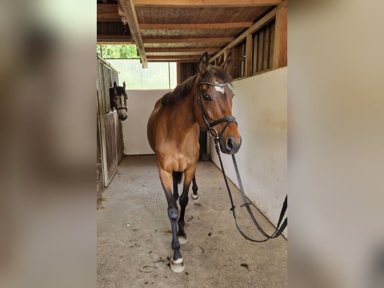 Pur sang irlandais Jument 11 Ans 164 cm Bai in Gummern