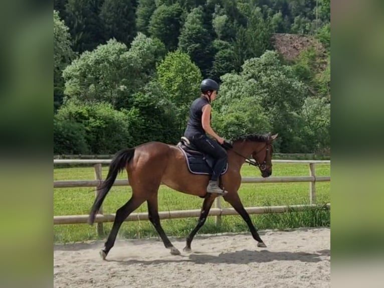 Pur sang irlandais Jument 11 Ans 164 cm Bai in Gummern