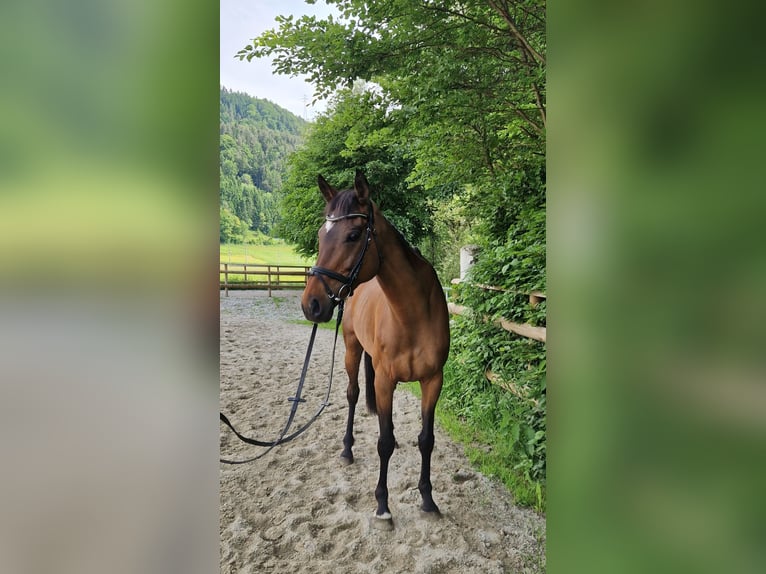Pur sang irlandais Jument 11 Ans 164 cm Bai in Gummern