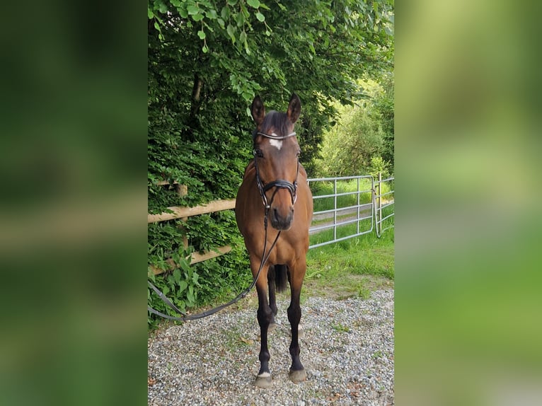 Pur sang irlandais Jument 11 Ans 164 cm Bai in Gummern