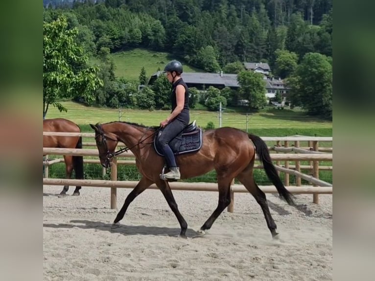 Pur sang irlandais Jument 11 Ans 164 cm Bai in Gummern