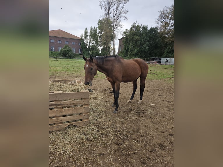 Pur sang irlandais Jument 11 Ans 165 cm Bai in Peine