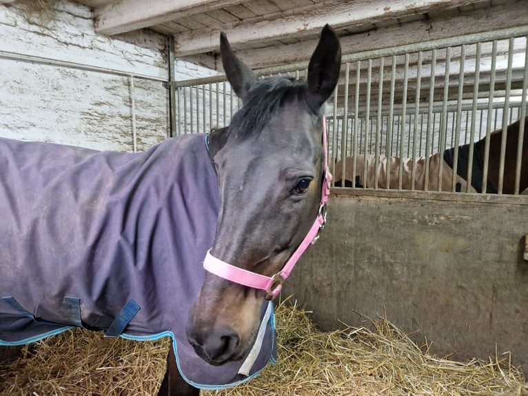 Pur sang irlandais Jument 12 Ans 163 cm Bai brun in Biel-Benken BL