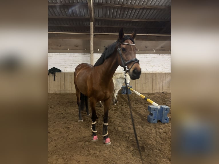 Pur sang irlandais Jument 12 Ans 165 cm Bai in Landesbergen