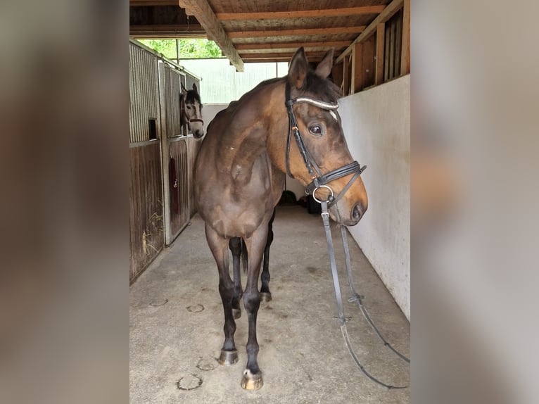 Pur sang irlandais Jument 13 Ans 160 cm Bai brun in Gummern