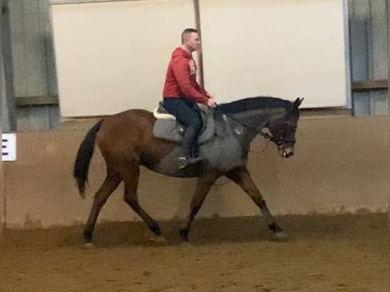 Pur sang irlandais Jument 13 Ans 160 cm Bai in Elze