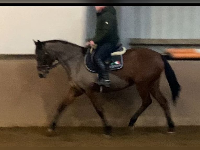 Pur sang irlandais Jument 13 Ans 160 cm Bai in Elze