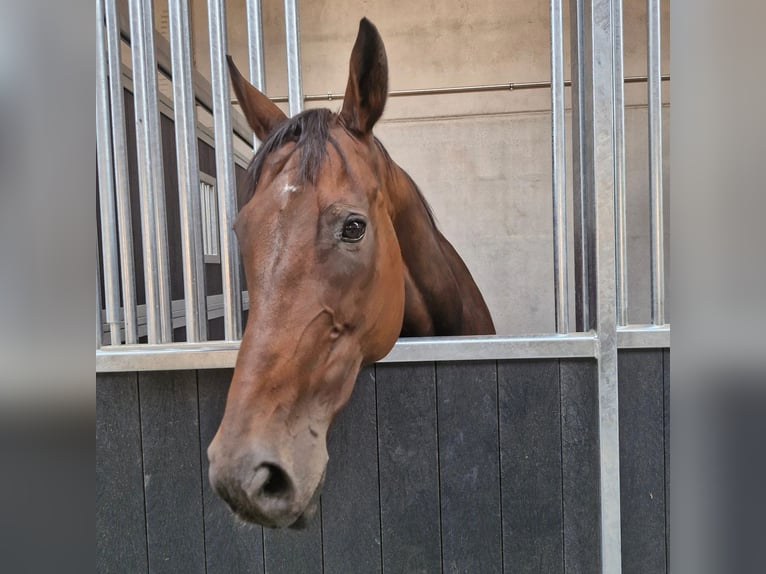 Pur sang irlandais Jument 13 Ans 164 cm Bai in KALMTHOUT