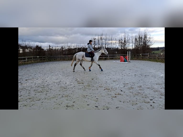 Pur sang irlandais Jument 13 Ans 169 cm Gris pommelé in Radevormwald