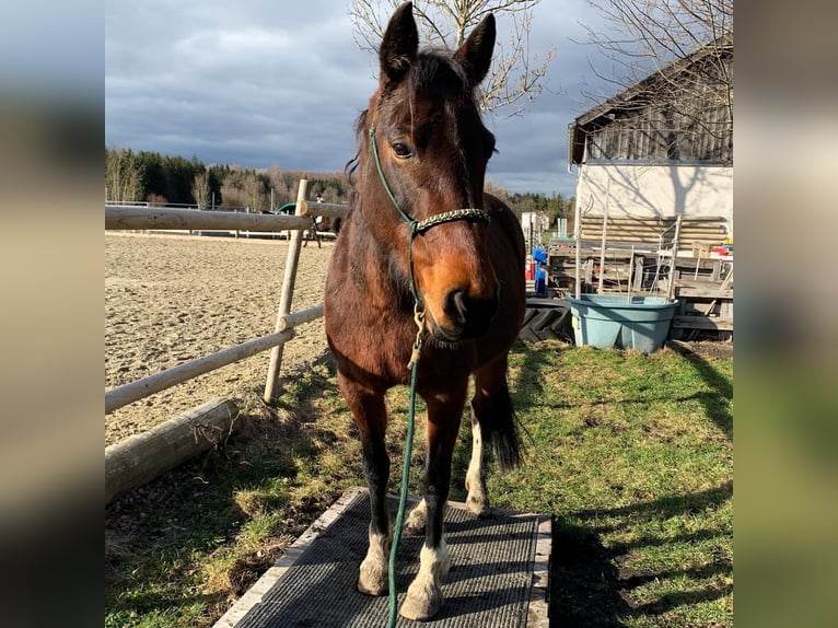 Pur sang irlandais Croisé Jument 15 Ans 150 cm Pinto in Olching