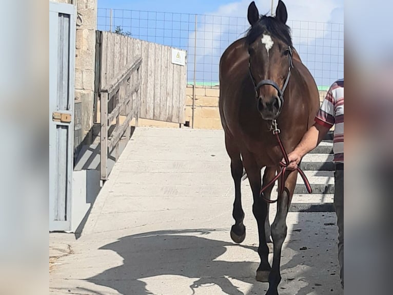 Pur sang irlandais Jument 15 Ans 164 cm Bai in Maghtab