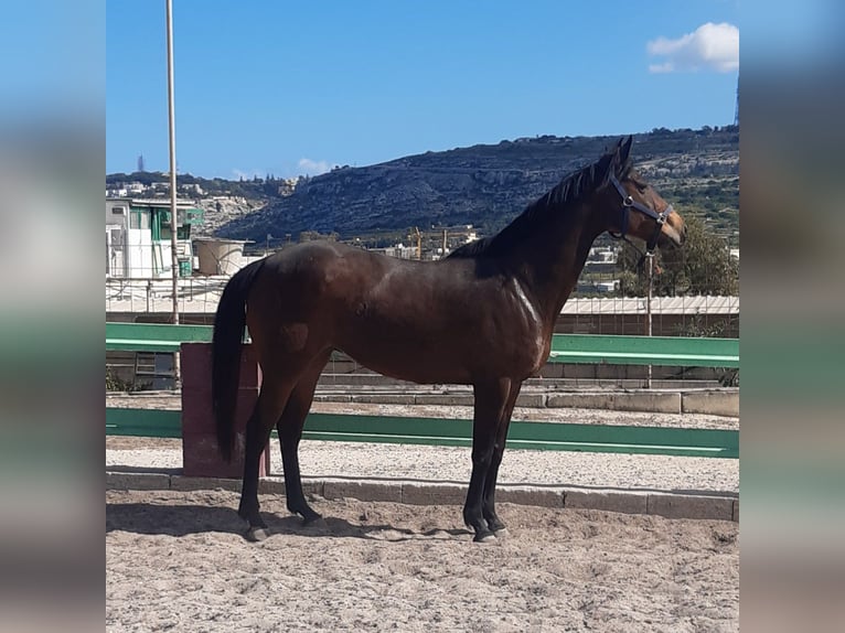 Pur sang irlandais Jument 15 Ans 164 cm Bai in Maghtab