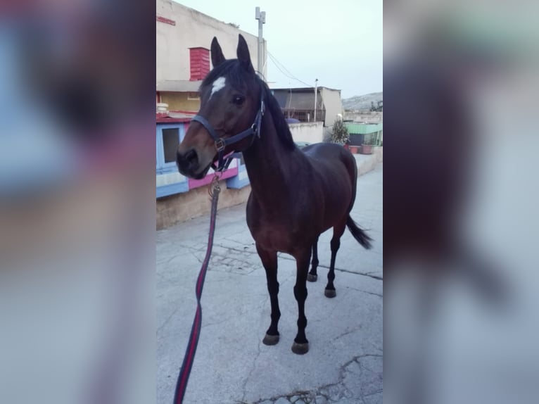 Pur sang irlandais Jument 15 Ans 164 cm Bai in Maghtab