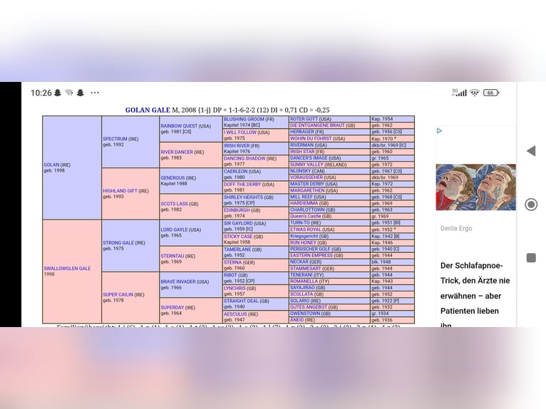 Pur sang irlandais Jument 17 Ans 165 cm Bai brun in Kraichtal